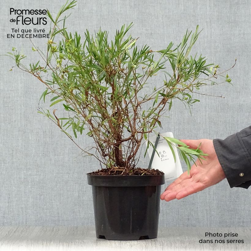 Hypericum densiflorum Buttercup - Iperico Vaso da 2L/3L esemplare consegnato in inverno