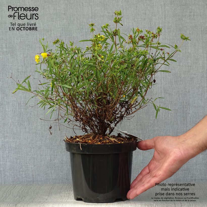 Esemplare di Hypericum densiflorum Buttercup - Iperico Vaso da 2L/3L come consegnato in autunno