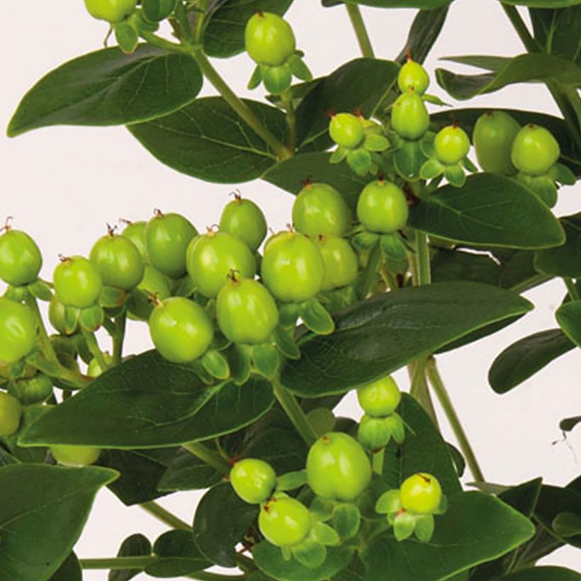 Hypericum inodorum Miracle Pistache - Iperico (Raccolta)