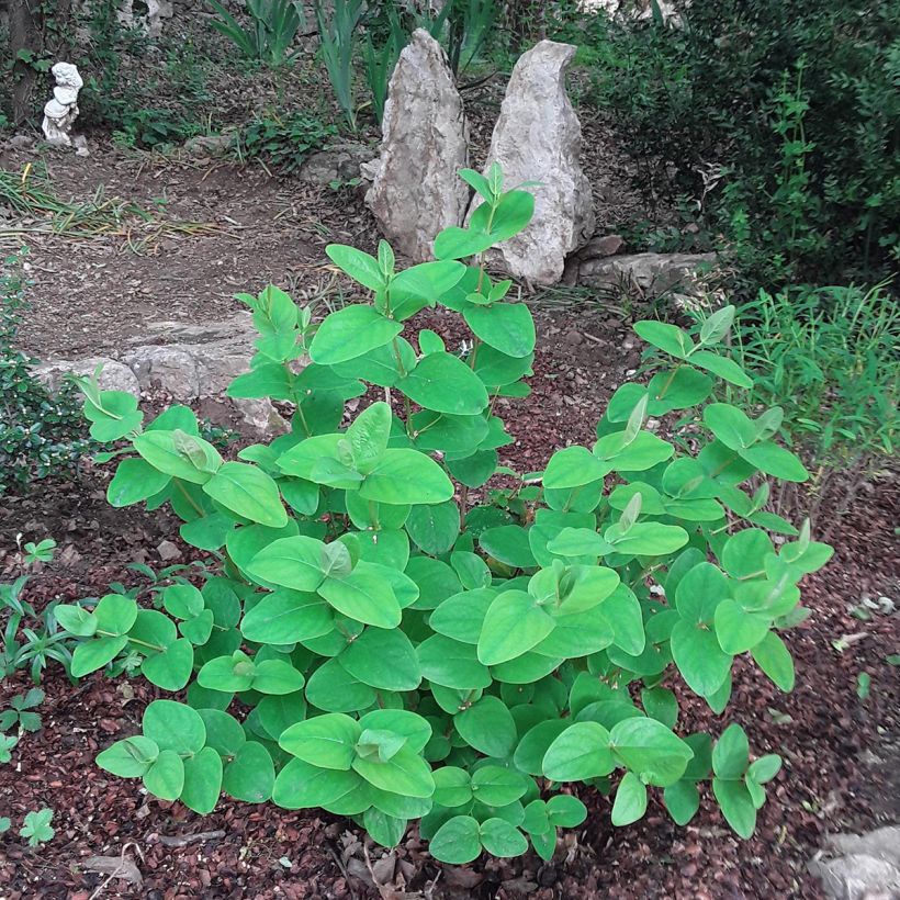 Hypericum inodorum Rheingold - Iperico (Porto)