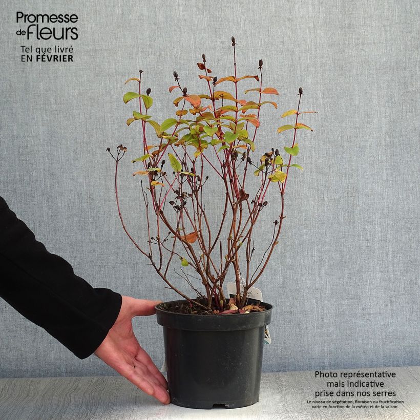 Hypericum inodorum Rheingold - Iperico Vaso da 1L/1,5L esemplare consegnato in inverno