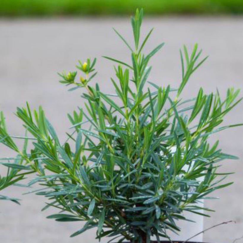 Hypericum kalmianum Cobalt-n-Gold - Iperico (Fogliame)