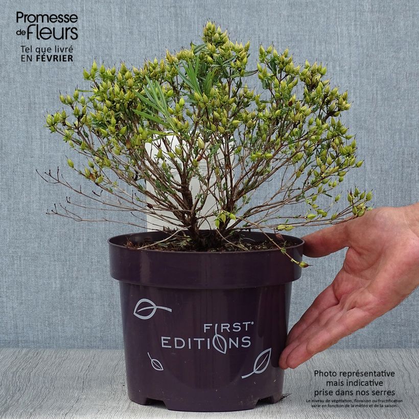 Esemplare di Hypericum kalmianum Cobalt-n-Gold - Iperico Vaso da 2L/3L come consegnato in autunno