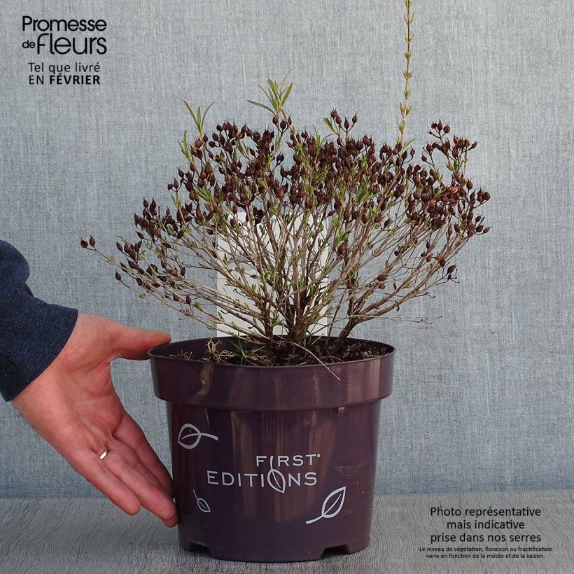 Hypericum kalmianum Cobalt-n-Gold - Iperico Vaso da 2L/3L esemplare consegnato in inverno