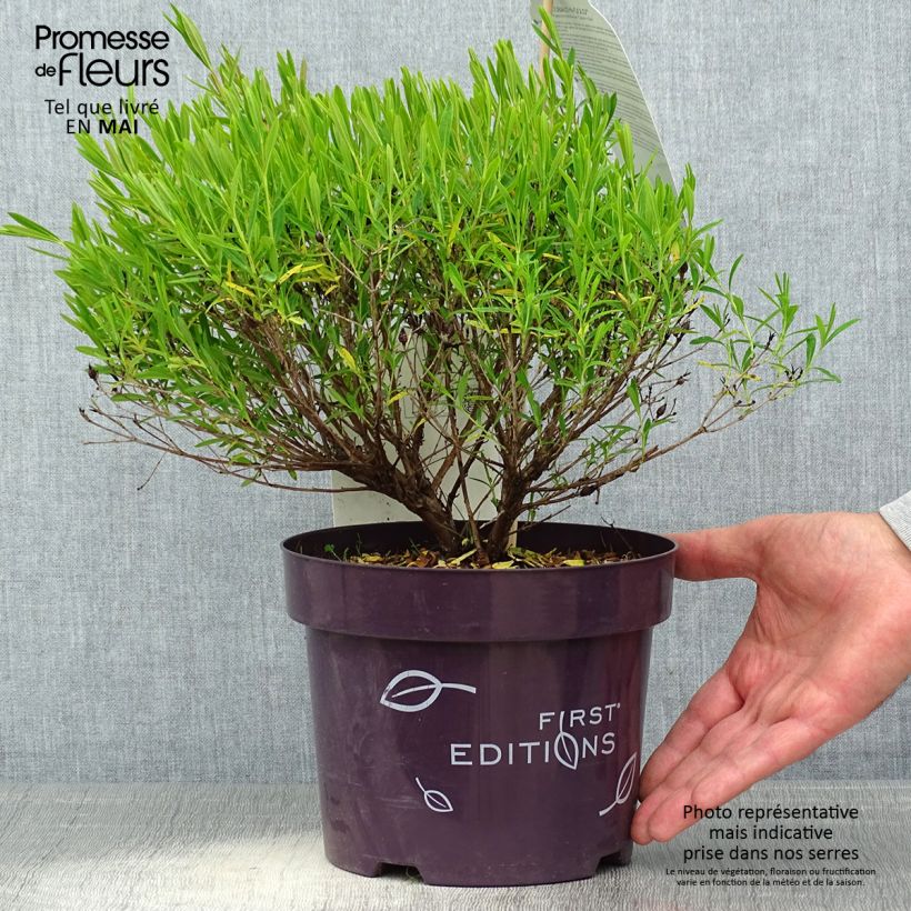 Hypericum kalmianum Cobalt-n-Gold - Iperico Vaso da 2L/3L esemplare consegnato in primavera