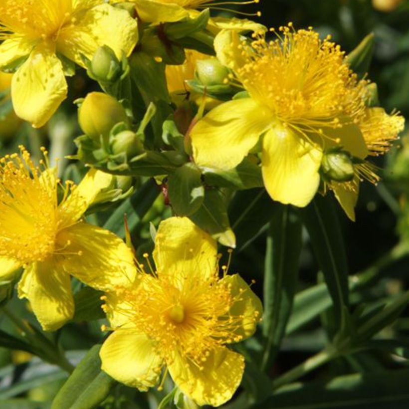 Hypericum kalmianum Sunny Boulevard - Iperico (Fioritura)