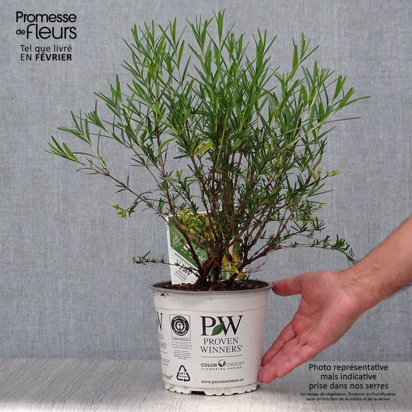 Esemplare di Hypericum kalmianum Sunny Boulevard - Iperico Vaso da 2L/3L come consegnato in autunno