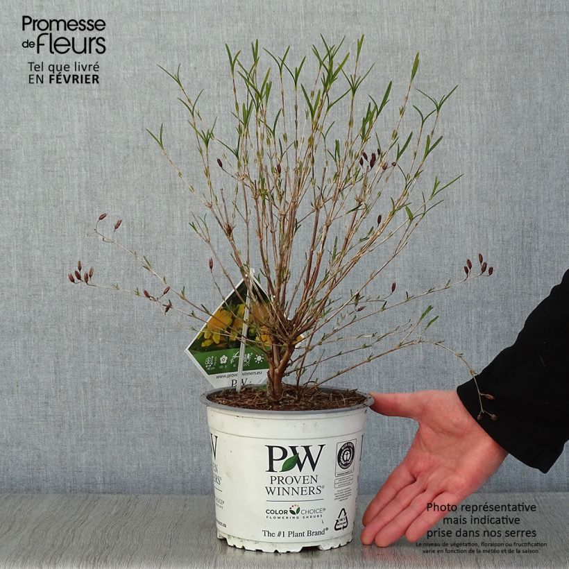 Hypericum kalmianum Sunny Boulevard - Iperico Vaso da 2L/3L esemplare consegnato in inverno