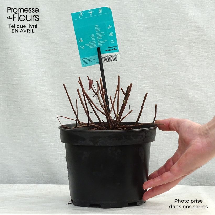 Hypericum moserianum - Iperico Vaso da 2L/3L esemplare consegnato in primavera