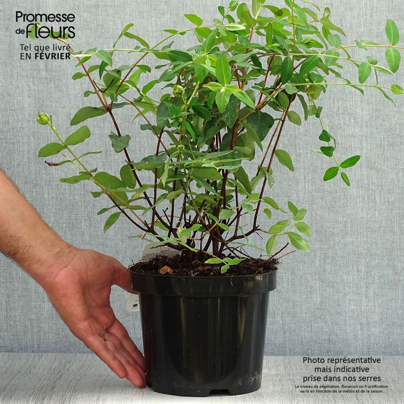 Esemplare di Hypericum moserianum - Iperico Vaso da 2L/3L come consegnato in autunno