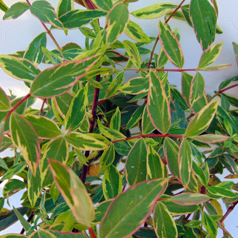 Hypericum moserianum Tricolor - Iperico (Fogliame)