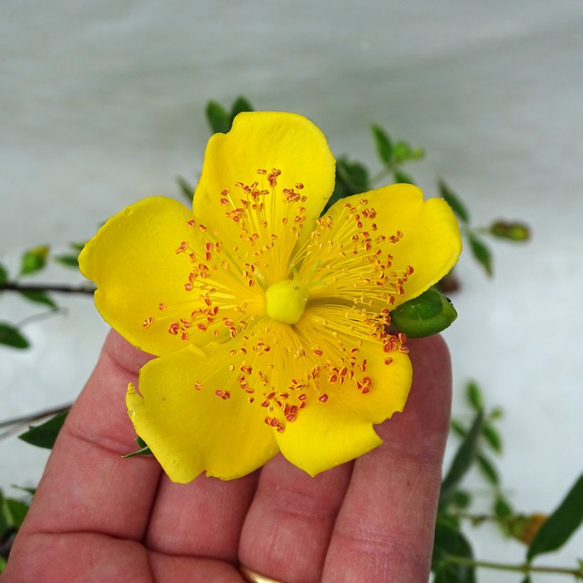 Hypericum moserianum Tricolor - Iperico (Fioritura)