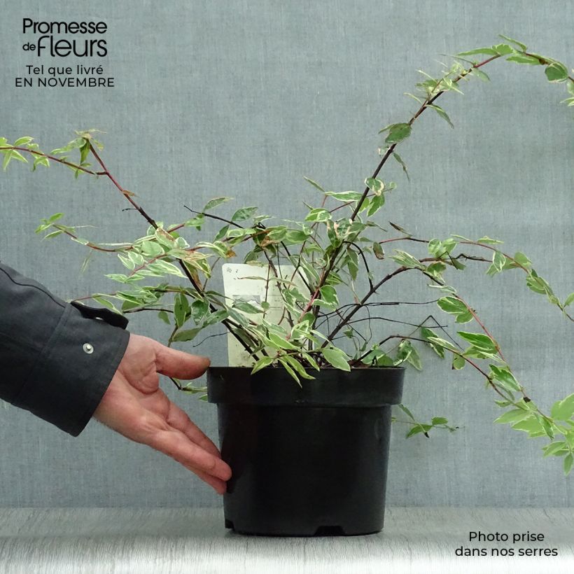 Esemplare di Hypericum moserianum Tricolor - Iperico Vaso da 3L/4L come consegnato in autunno