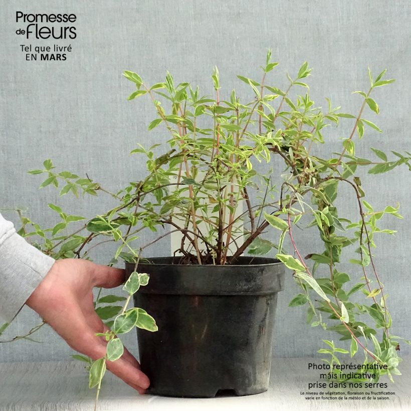 Hypericum moserianum Tricolor - Iperico Vaso da 3L/4L esemplare consegnato in primavera