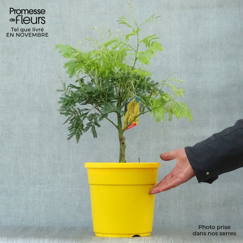 Esemplare di Acacia dealbata - Mimosa Vaso da 2L/3L come consegnato in autunno