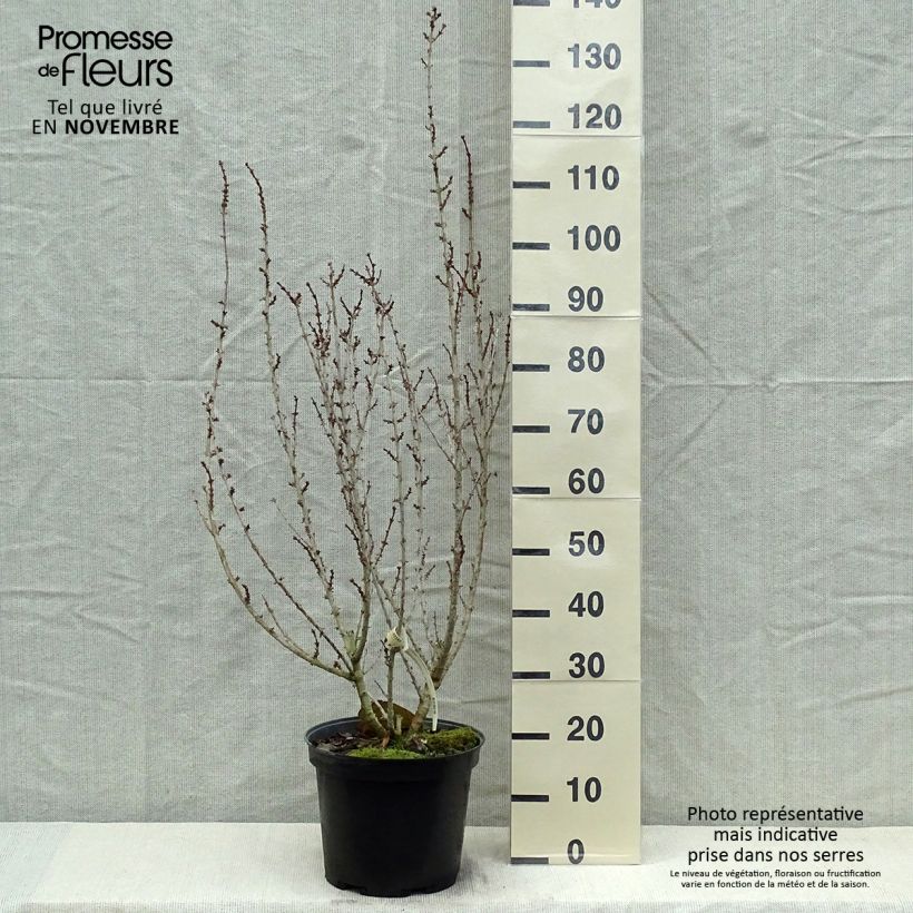 Esemplare di Forsizia Mindor Vaso da 7,5L/10L come consegnato in autunno