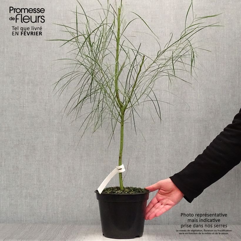 Acacia retinodes - Mimosa 4 stagioni Vaso da 2L/3L esemplare consegnato in inverno