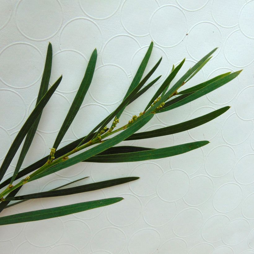 Acacia retinodes Lisette - Mimosa 4 stagioni (Fogliame)