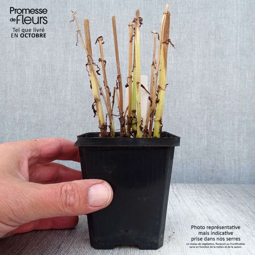 Esemplare di Mimulus ringens - Mimolo ringhioso Vasetto da 8/9 cm come consegnato in autunno