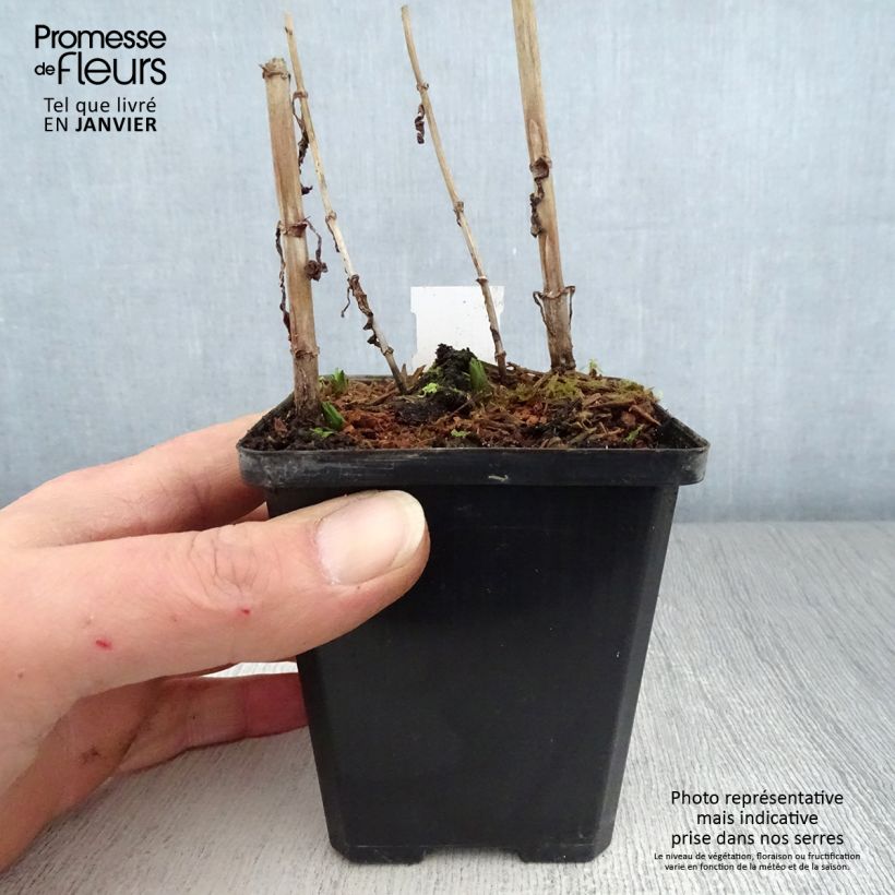Mimulus ringens - Mimolo ringhioso Vasetto da 8/9 cm esemplare consegnato in inverno