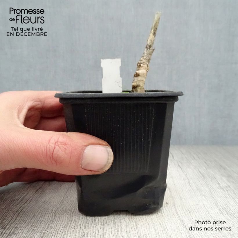 Miscanthus giganteus Vasetto da 8/9 cm esemplare consegnato in inverno