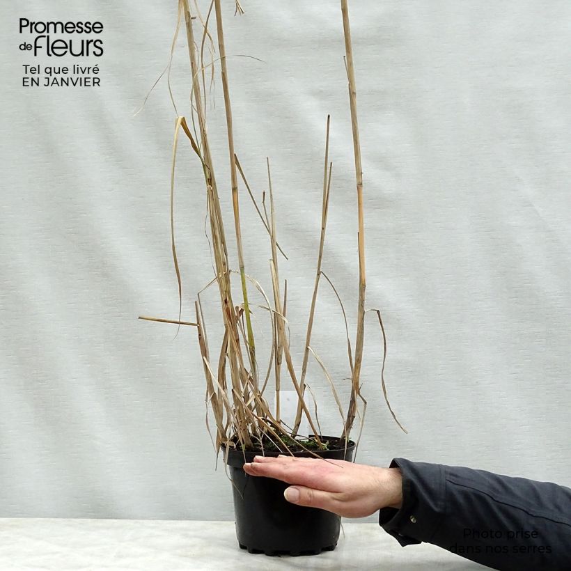 Miscanthus giganteus Vaso da 2L/3L esemplare consegnato in inverno