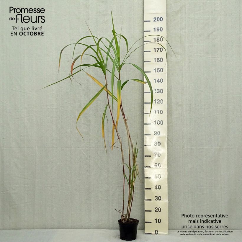 Esemplare di Miscanthus giganteus Vaso da 2L/3L come consegnato in autunno