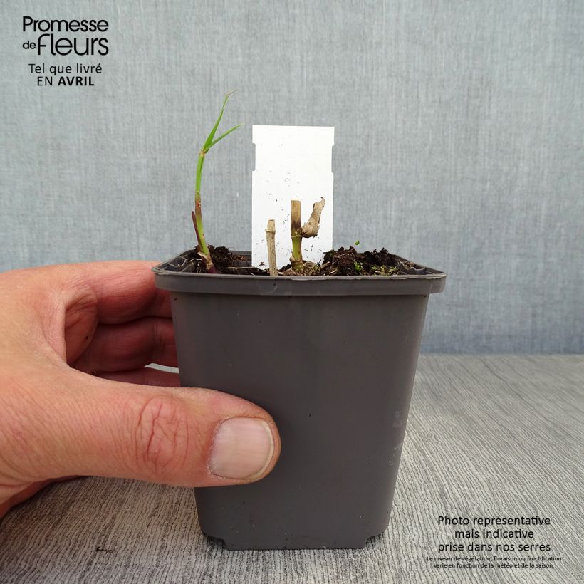Miscanthus floridulus - Miscanto florido Vasetto da 8/9 cm esemplare consegnato in primavera