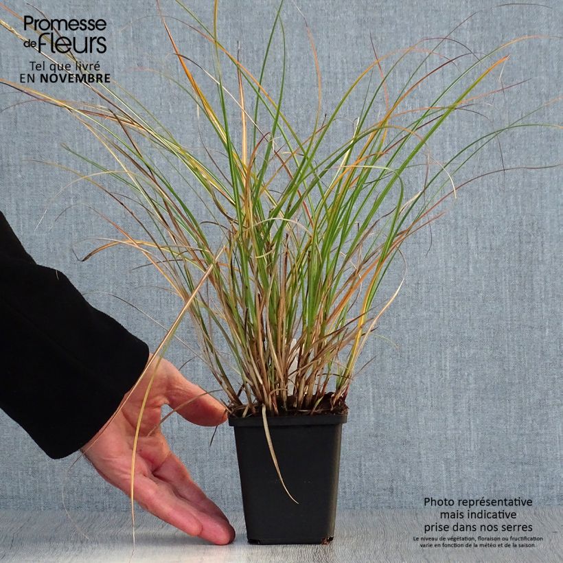 Esemplare di Miscanthus sinensis Adagio Vasetto da 8/9 cm come consegnato in autunno