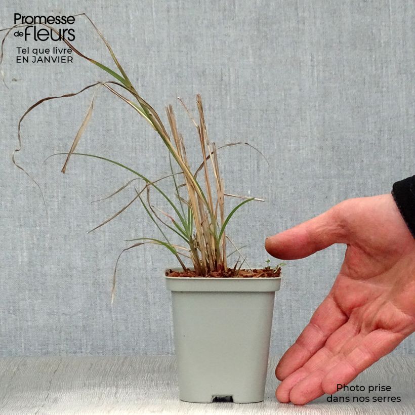 Miscanthus sinensis Adagio Vasetto da 8/9 cm esemplare consegnato in inverno
