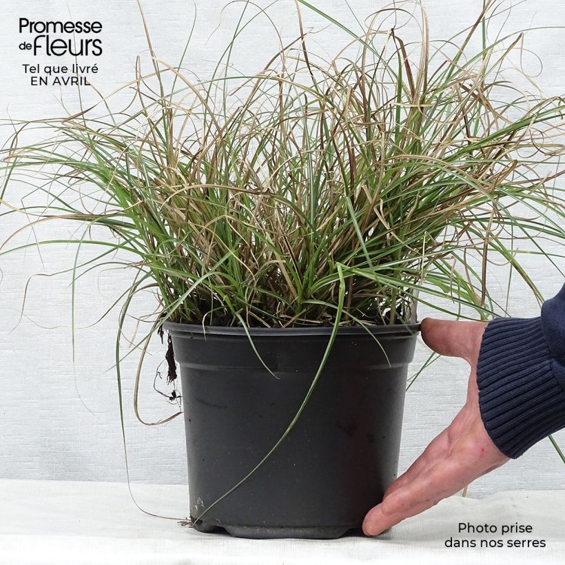 Miscanthus sinensis Adagio Vaso da 2L/3L esemplare consegnato in primavera