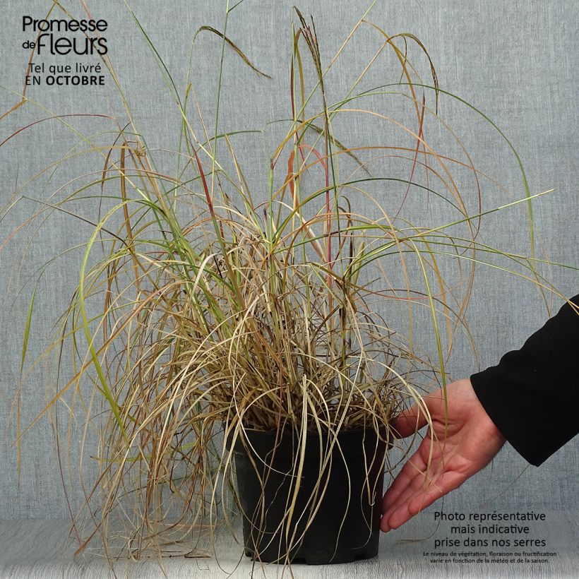 Esemplare di Miscanthus sinensis Adagio Vaso da 2L/3L come consegnato in autunno