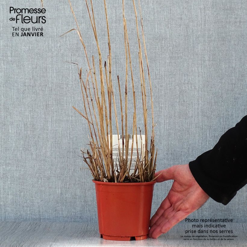 Miscanthus sinensis Aperitiv Vaso da 1L/1,5L esemplare consegnato in inverno