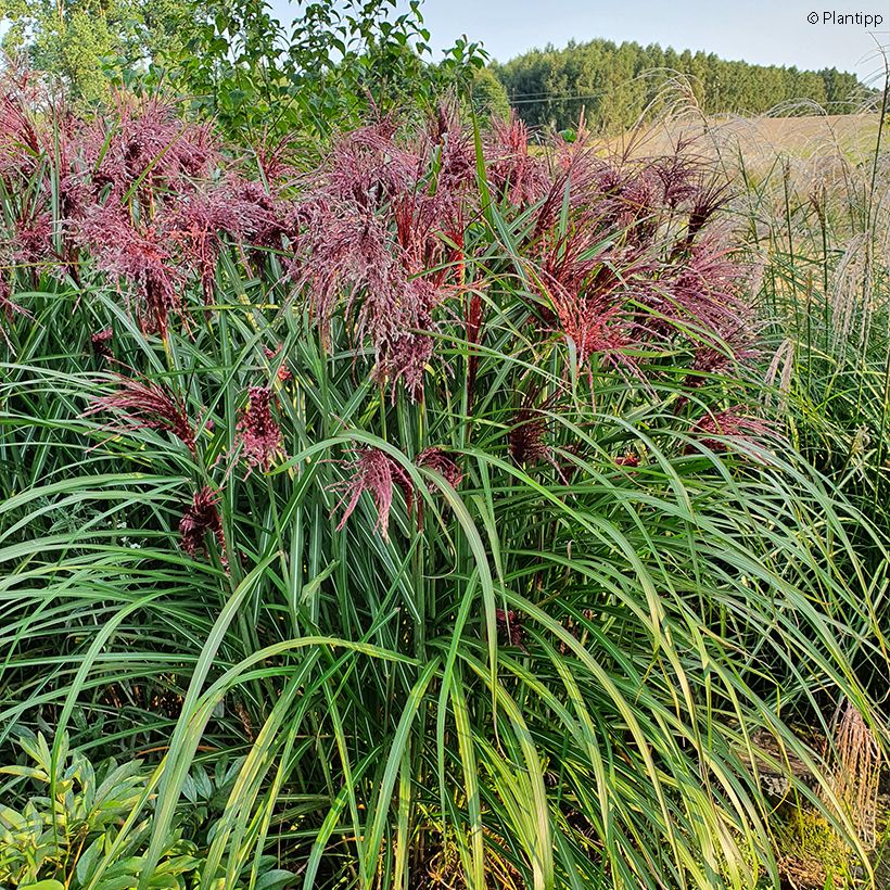 Miscanthus sinensis Boucle (Porto)