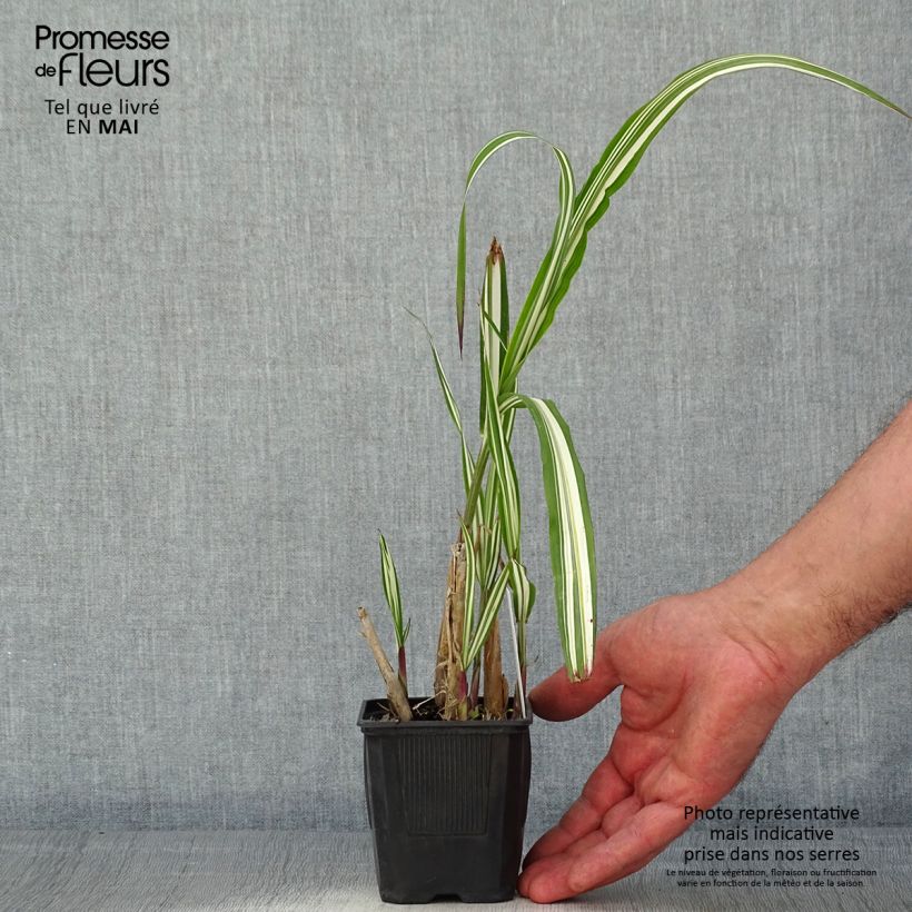 Miscanthus sinensis Cabaret Vasetto da 8/9 cm esemplare consegnato in primavera