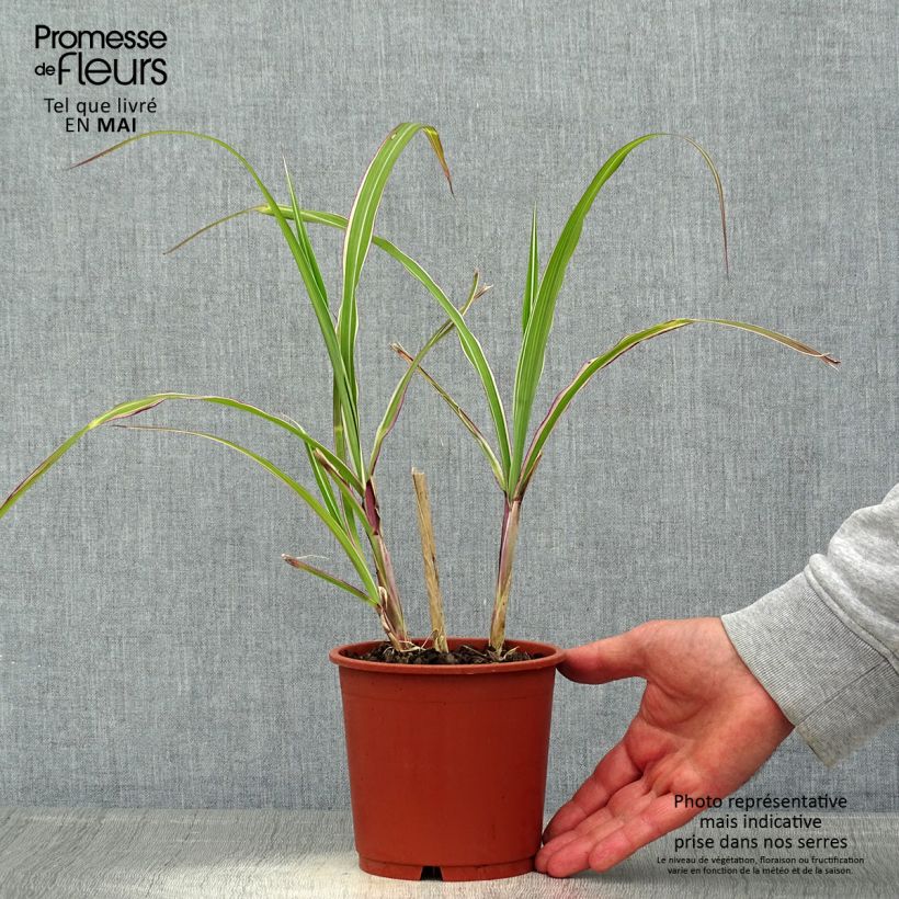 Miscanthus sinensis Cosmopolitan Vaso da 1L/1,5L esemplare consegnato in primavera