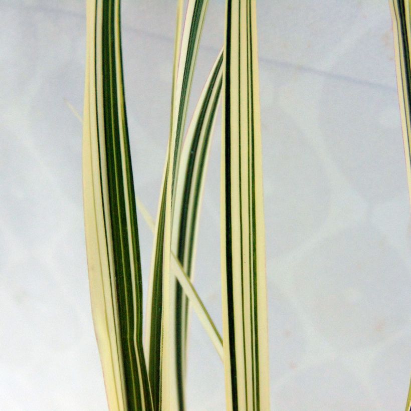 Miscanthus sinensis Cosmopolitan (Fogliame)