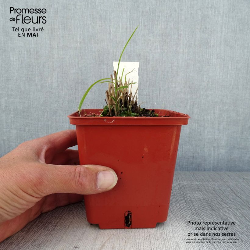 Miscanthus sinensis Cute One Vaso da 1L/1,5L esemplare consegnato in primavera