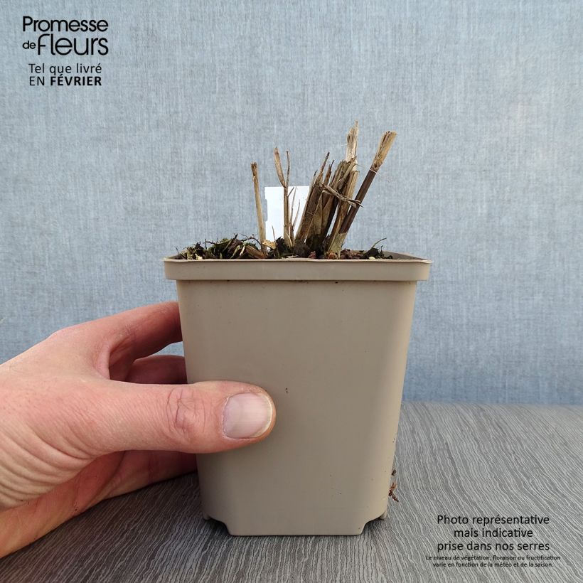 Miscanthus sinensis Dronning Ingrid Vasetto da 8/9 cm esemplare consegnato in inverno