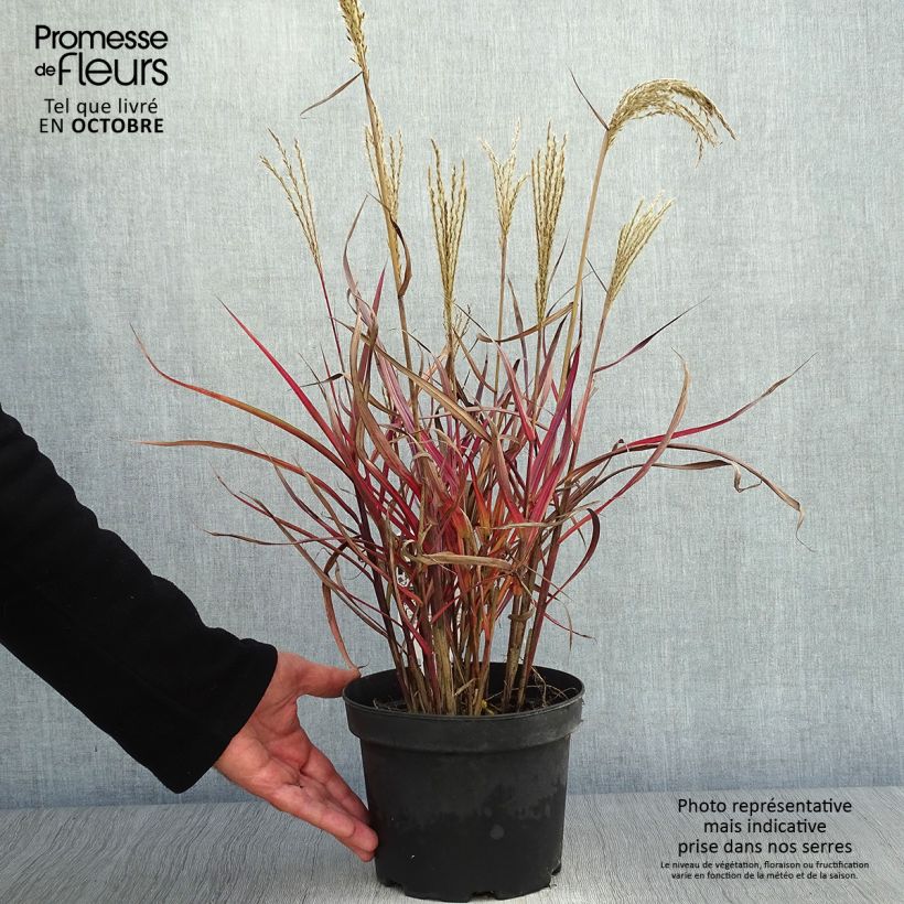 Esemplare di Miscanthus sinensis Dronning Ingrid Vaso da 1,5L/2L come consegnato in autunno