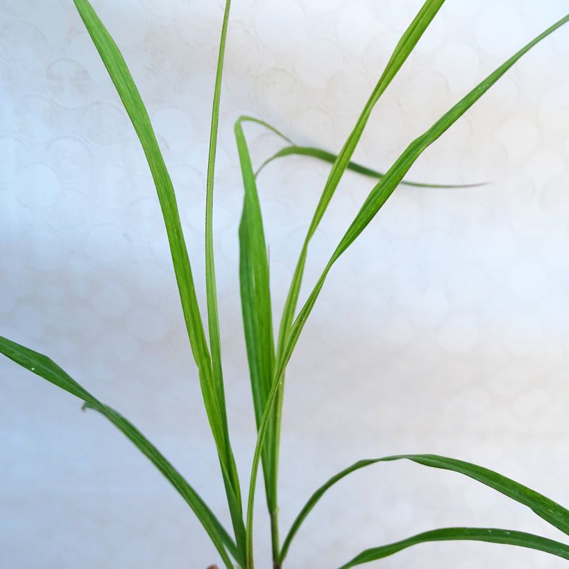 Miscanthus sinensis Emmanuel Lepage (Fogliame)