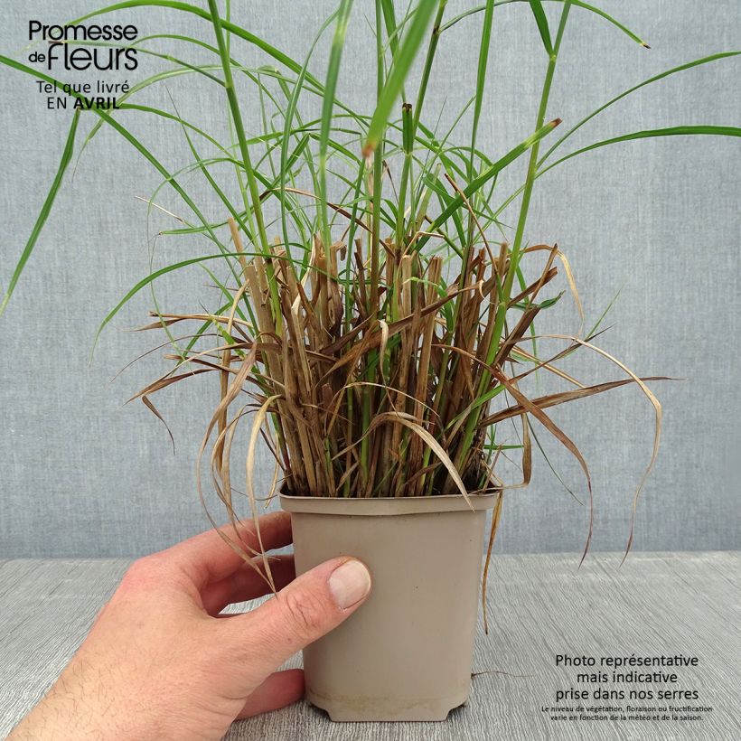 Miscanthus sinensis Etincelle Vasetto da 8/9 cm esemplare consegnato in primavera