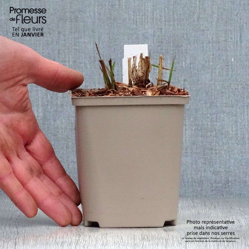 Miscanthus sinensis Flamingo Vasetto da 8/9 cm esemplare consegnato in inverno