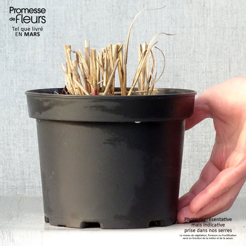 Miscanthus sinensis Flamingo Vaso da 2L/3L esemplare consegnato in primavera