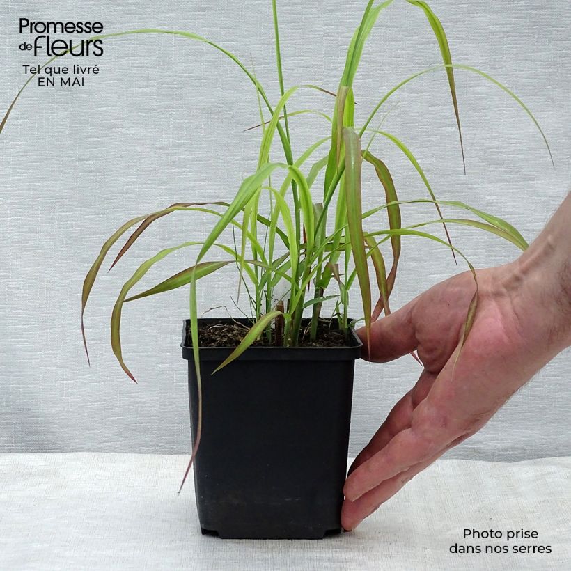 Miscanthus sinensis Ghana Vasetto da 8/9 cm esemplare consegnato in primavera