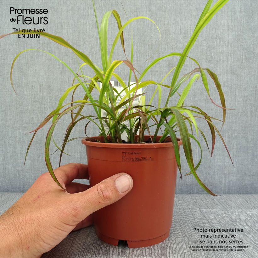 Miscanthus sinensis Ghana Vaso da 1L/1,5L esemplare consegnato in primavera