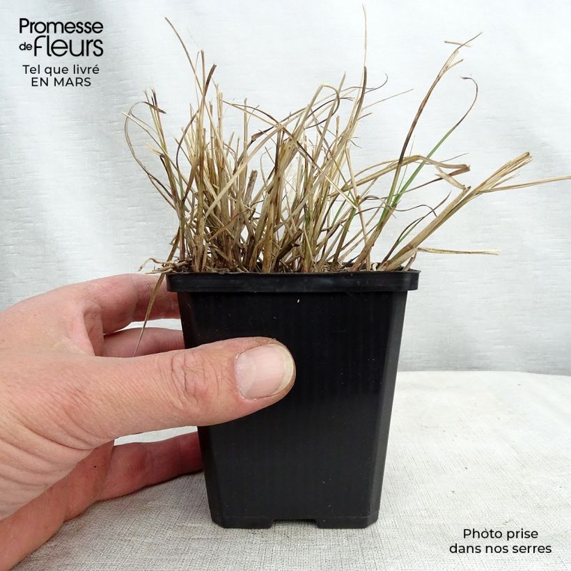 Miscanthus sinensis Gnom Vasetto da 8/9 cm esemplare consegnato in primavera