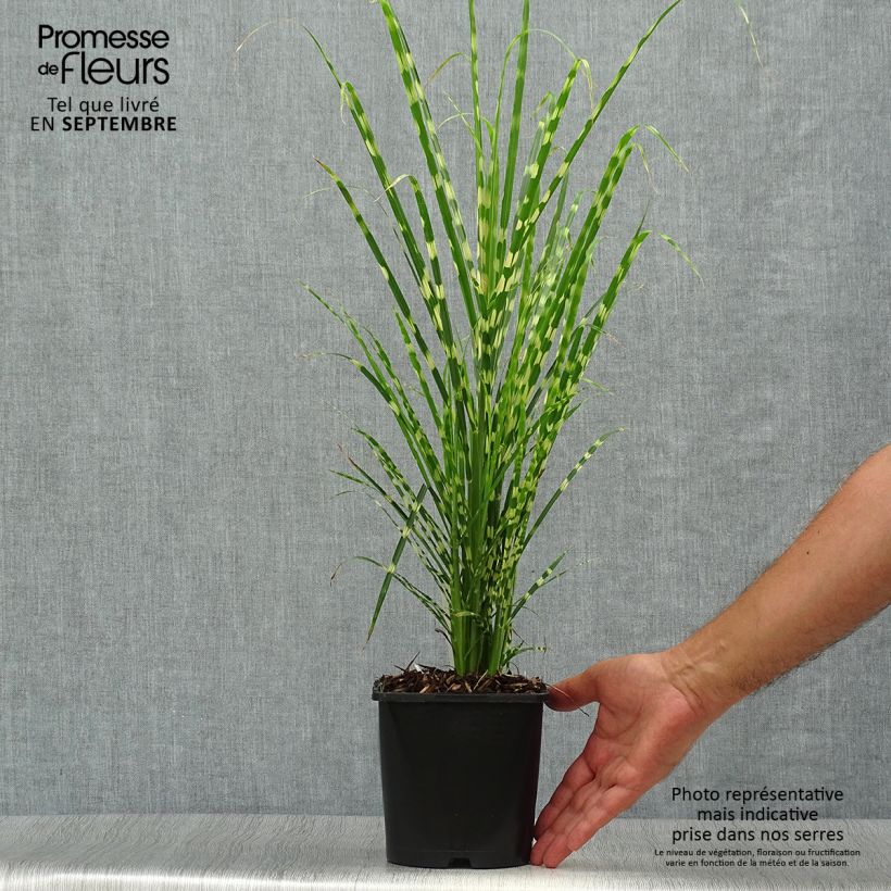 Esemplare di Miscanthus sinensis Gold Bar Vaso da 2L/3L come consegnato in autunno
