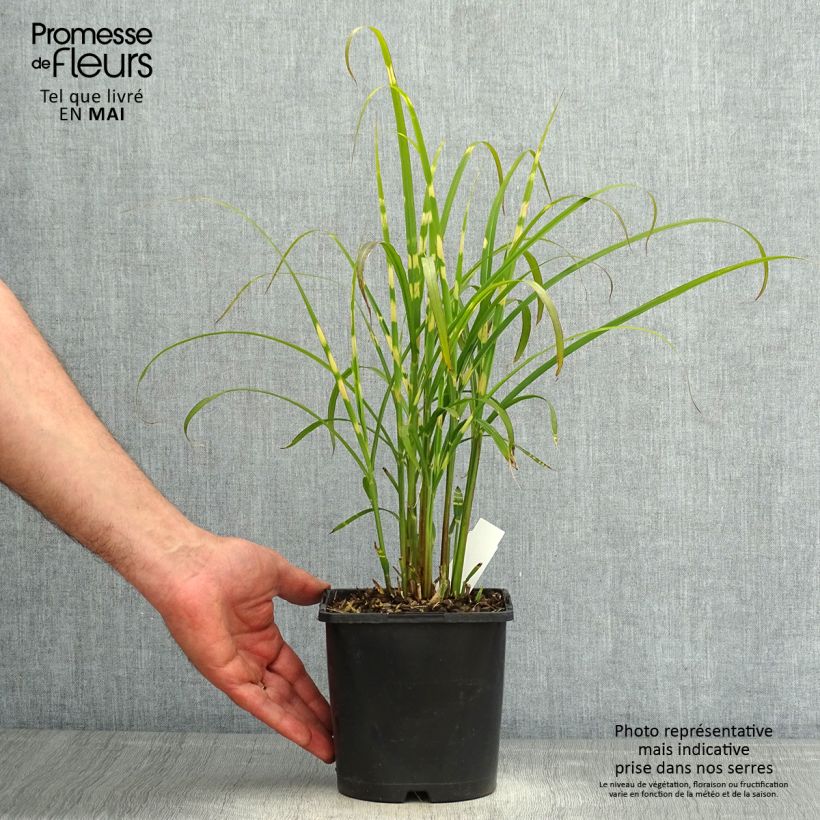 Miscanthus sinensis Gold Bar Vaso da 2L/3L esemplare consegnato in primavera