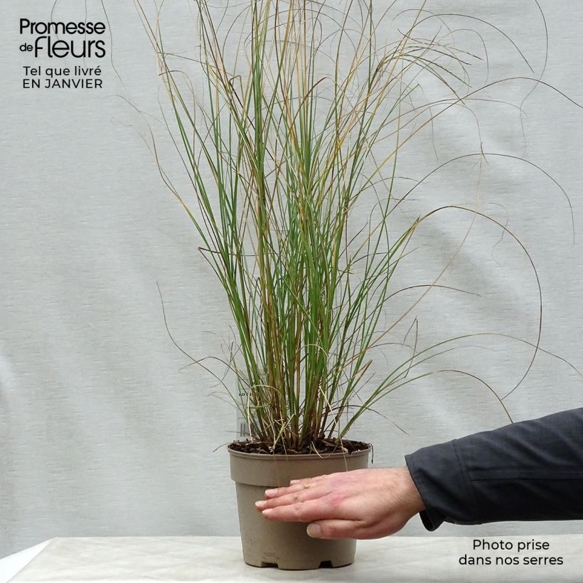 Miscanthus sinensis Gracillimus Vaso da 2L/3L esemplare consegnato in inverno